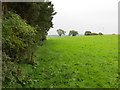 Field edge footpath from Whipley Moor to Clint Grange Farm