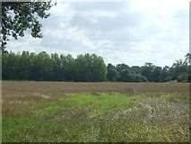 TL5937 : Stubble field near Radwinter Manor by JThomas