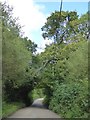 Trees forming a tunnel north of Cross Park