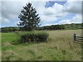 Two fields, a hedge and a tree