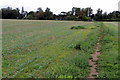 Footpath into Oakley