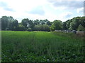 Crop field near the River Glem