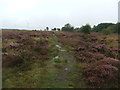 Path on Hedleyhope Fell