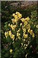 Yellow Toadflax near the Coastguard Cottages north of Dungeness