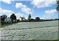 Growing market garden crops under cover