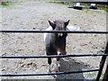 L7842 : Friendly pony by Michael Dibb