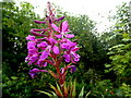 Fireweed, Aghakinmart