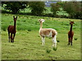 Alpacas and Llamas, Coolnacrunaght (2)