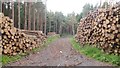 NU0930 : Stacked logs by Richard Webb