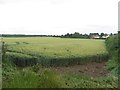 Arable field on the edge of Catwick