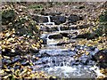 Natural cascade on stream in 10-acre Wood, Holbans Farm