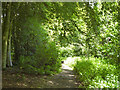 TQ5795 : Woodland path, Weald Country Park by Robin Webster