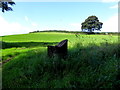 Grass field, Drumragh