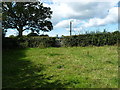 Footpath emerging onto lane near Dorrington Grove