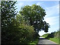 Tree by unnamed road west of Chackmore