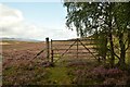NN7195 : Gateway on General Wade's Road, Cairngorm National Park by Andrew Tryon