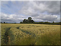 SE4463 : Wheatfield near Lower Dunsforth by Stephen Craven