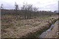 Young woodland, Cambushinnie