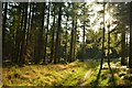 NH8501 : Sunshine and Pine Trees in Inshriach Forest, Cairngorms by Andrew Tryon