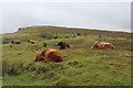 Highland cattle at Strathy