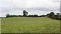 Grazing near Grange Farm