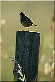 HP6414 : Meadow Pipit (Anthus pratensis), Norwick by Mike Pennington