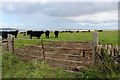 Cattle farming at Castletown