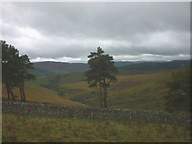 NT4032 : Scots Pines by the Old Drove Road by Karl and Ali