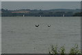 SK9306 : View of ducks flying over Rutland Water from near Normanton Church by Robert Lamb