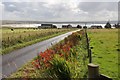 Summer road verge, West Dunnet