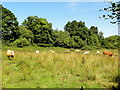 Cattle Grazing Valley Bottom Land