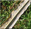 TG3203 : Rust on willow leaf  (Salix alba) by Evelyn Simak