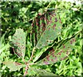 TG3203 : Leaf rust on bramble (Rubus fruticosus) by Evelyn Simak