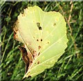 TG3203 : Leaf galls on alder (Alnus glutinosa) by Evelyn Simak