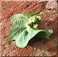 TG3203 : Galls on oak leaf by Evelyn Simak