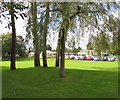 Five trees at the edge of the village school, Creigiau