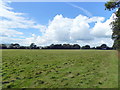 Grassland near Ludlay