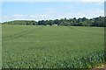 Wheat field