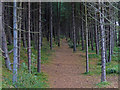 Woodland near the dunes at Holkham Bay