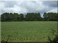 Crop field towards Spinghead Plantation