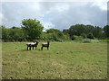 Sheep grazing off Litcham Road