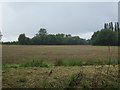 Stubble field, Peaseland Green