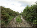 Muddy Lane near Northlew