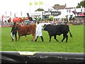 176th Dorchester Show - Main Ring