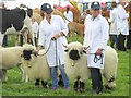 Valais Blacknose Sheep - Dorchester Show