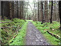 NJ3150 : The Speyside Way in the Woods of Knockmore by Dave Kelly