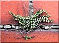 Maidenhair spleenwort on a brick wall in Battle Road, Hollington