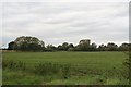 Willows viewed from Duckpool Bridge, Stixwould