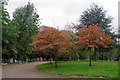 Signs of Autumn in Chingford Mount Cemetery