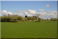 ST3134 : Somerset grassland by N Chadwick